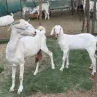 عنز برص فاخرة تحتها جفرة