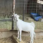 جفار على الشرط