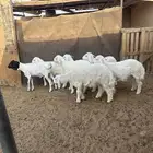 للبيع 6 خرفان حري