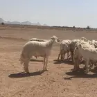 خروف حري صنف