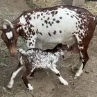 معزى متابيع