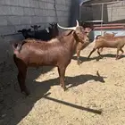 معزاء حص دهم كفوو