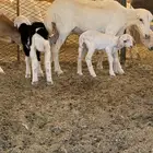 للبيع رفيديات ثانيا أربعه تحتهن 6