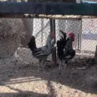 ديوك بلديه فاخره