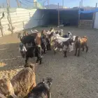 تيوس مخصاه