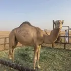 قعود