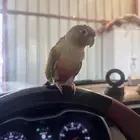 كنيور للبيع هدد داخلي ولعوب وعنده كلمات