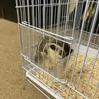 سنجاب طاىر للبيع با 800 لا يتواصل معي الا الصامل