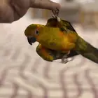 صن كنيور تم البيع