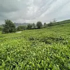 ترميمات مقاولات بلاط دهانات جبس عادي جبس بورد