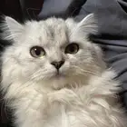 قطه ضايعه