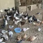 حمام مشكل شامي
