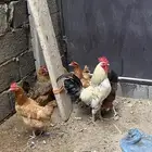 الدجاج فرنسي الديك بلدي بياض