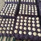 بيض بلدي فرش تجميع يومي