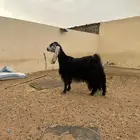 عنزين عوارض فواخر