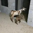 عنز محايليه تحتها حفره