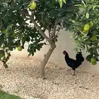 ديك عدد 1