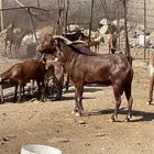 تيس جامع اوشح