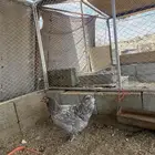 دجاجه براهما
