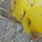 درة لا تينو