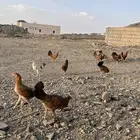 دجاج بلدي