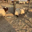 خرفان 6 شهور تممم البيع