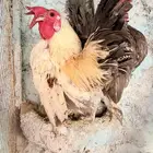 ديكة سيراما