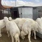 ياهل الزين ياهل الجبر طليان كفو عمارها 6 شهو