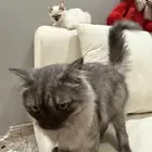 قطط للبيع
