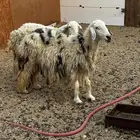 طلي فحل ونعجتين