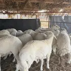 جذعان ناهيه مغلقه وجبره