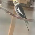 ذكر كروان نورمل