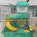 هامستر للبيع