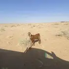 تيس
