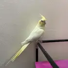 انثى لاتينيو