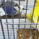 طير بادجي للتبني