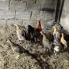 دجاج بلدي حضان