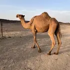 خلفه منيحه هديه