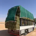 برسيم صافي ورق