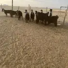 معزا مضاريع