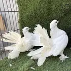 رقاص هندي