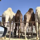 قعدان كفو بلدي
