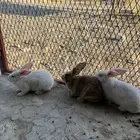 أرانب للبيع