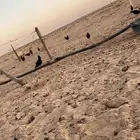 دجاج العدد 10وديك 1 المجموع 11