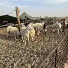 عشر خرفان حريات مهجنه للبيع