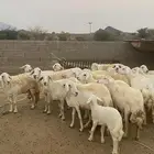 ضان للبيع محايل