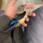 طاير الرفراف للبيع