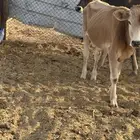 عجول حسيل للبيع