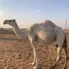 لقحة على باتلي