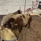 خرفان نعيم شعرها وطرف